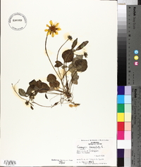 Coreopsis auriculata image