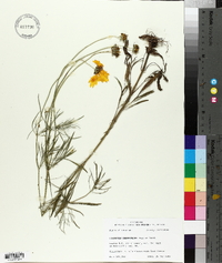 Coreopsis grandiflora image