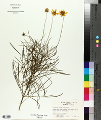 Coreopsis grandiflora image