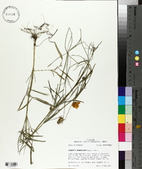 Coreopsis grandiflora image