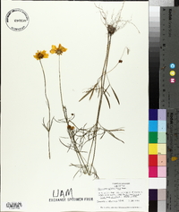 Coreopsis grandiflora image