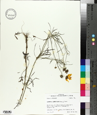 Coreopsis grandiflora image