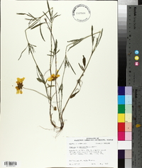 Coreopsis grandiflora image