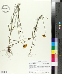 Coreopsis grandiflora image