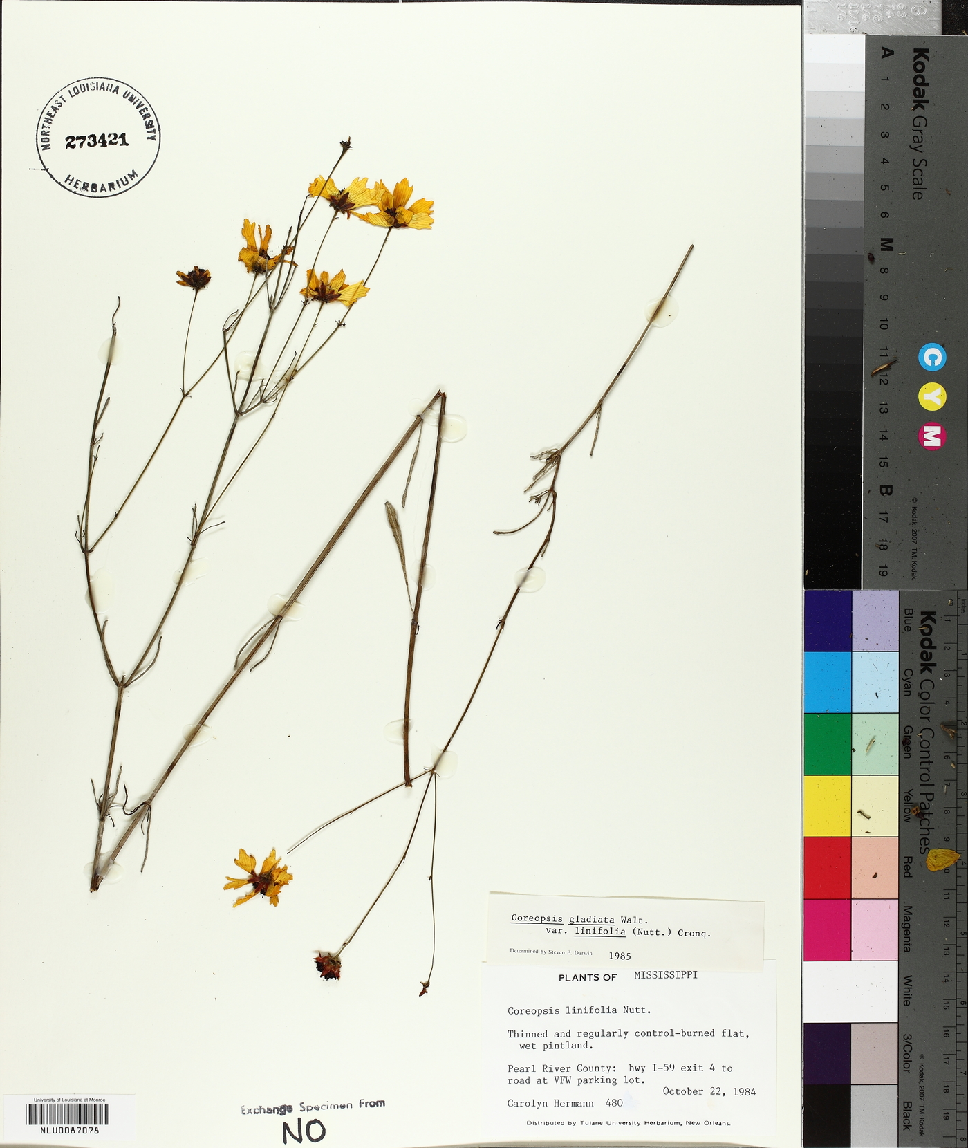 Coreopsis gladiata var. linifolia image