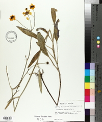 Coreopsis gladiata image