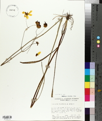 Coreopsis falcata image