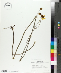 Coreopsis falcata image