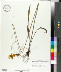 Coreopsis falcata image