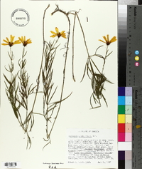 Coreopsis delphiniifolia image