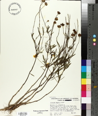 Coreopsis debilis image