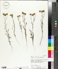 Chaenactis stevioides image