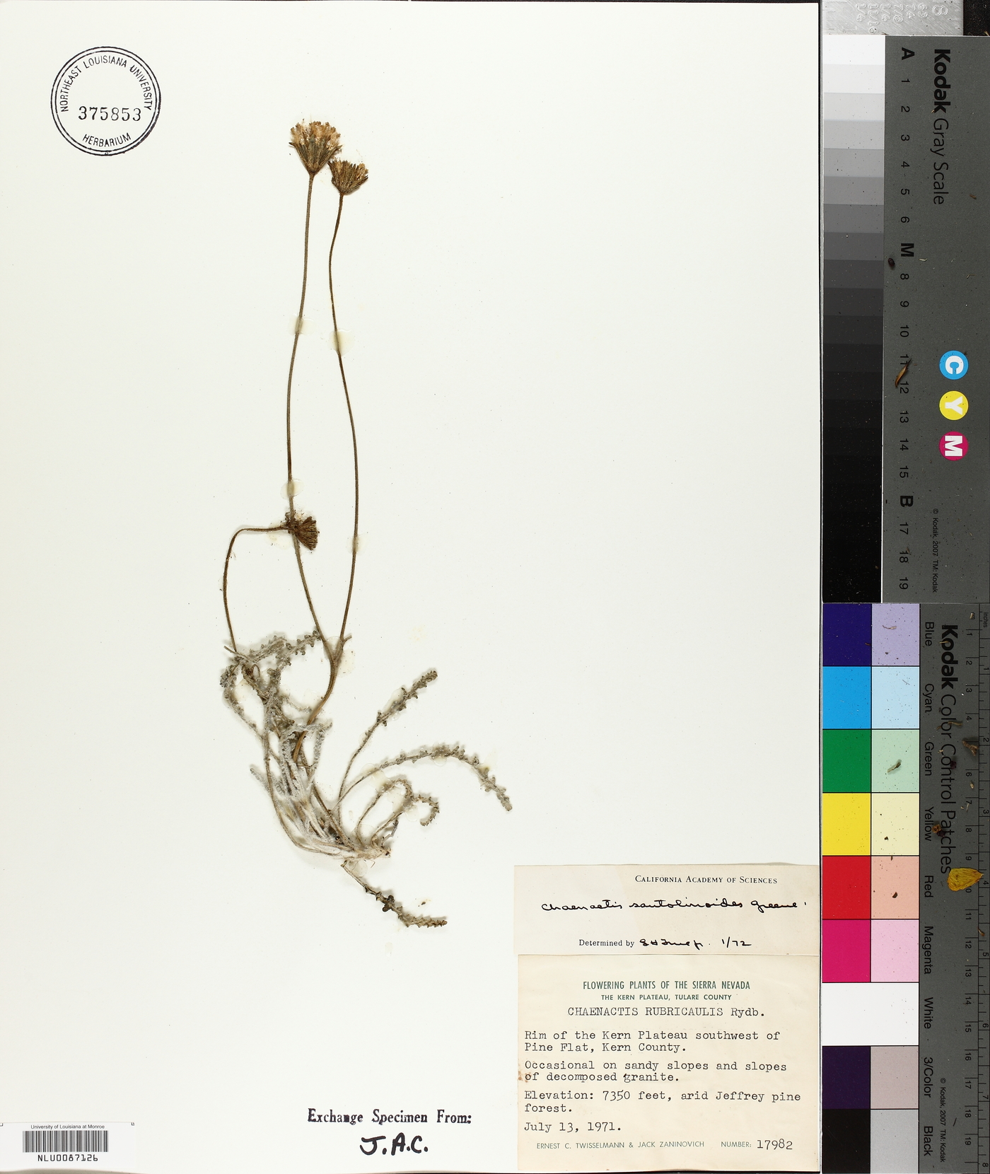 Chaenactis santolinoides image
