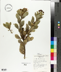 Chrysanthemoides monilifera image