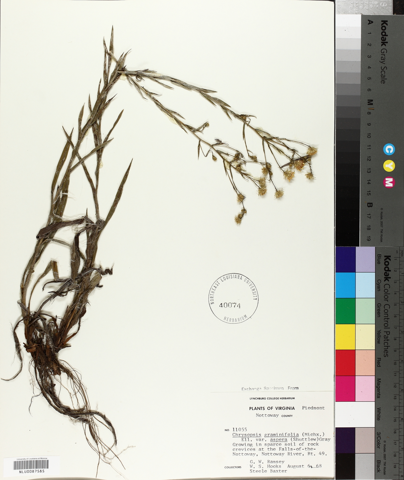 Chrysopsis graminifolia var. aspera image