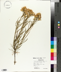 Ericameria nauseosa var. graveolens image