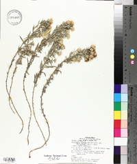 Chrysopsis angustifolia image