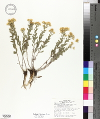 Chrysopsis angustifolia image