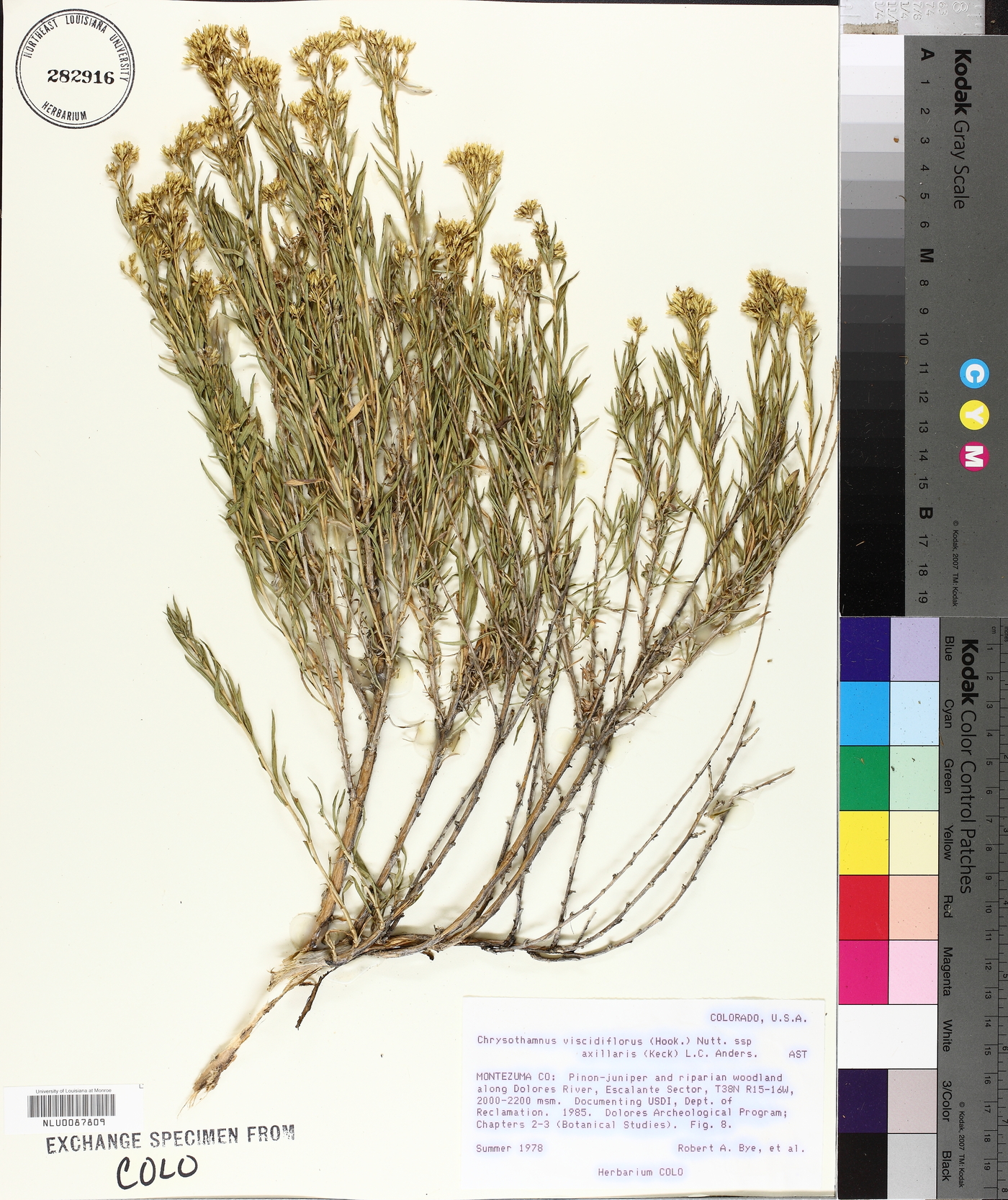 Chrysothamnus viscidiflorus subsp. axillaris image