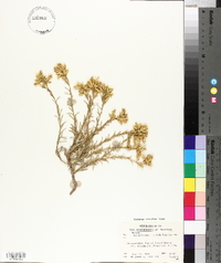 Ericameria parryi image