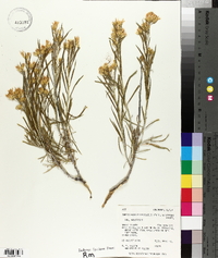 Ericameria nauseosa var. nauseosa image