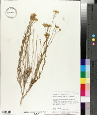 Lorandersonia linifolia image