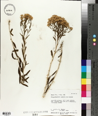 Lorandersonia linifolia image