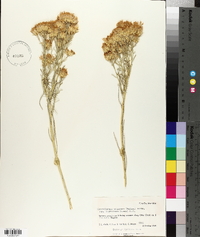 Ericameria nauseosa var. hololeuca image