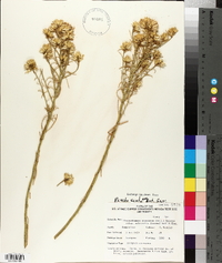 Ericameria nauseosa var. oreophila image