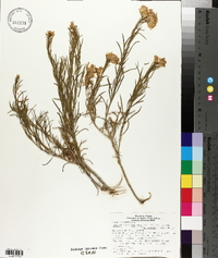 Ericameria nauseosa var. graveolens image