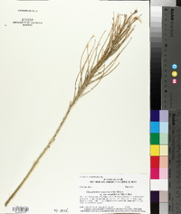 Ericameria nauseosa var. oreophila image