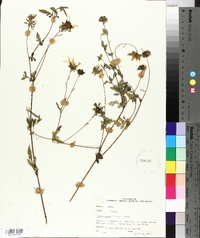 Bidens mitis image