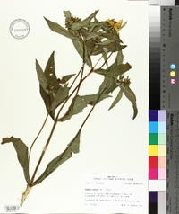 Bidens laevis image