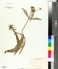 Bidens laevis image