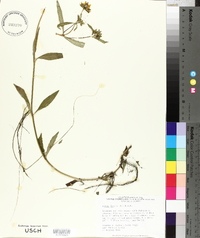 Bidens laevis image