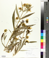 Bidens laevis image