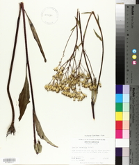 Arnoglossum ovatum image