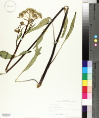 Arnoglossum ovatum image