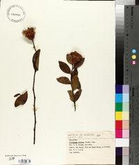 Image of Dasyphyllum donianum