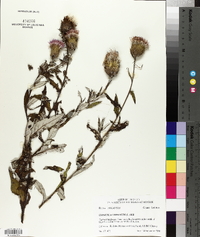 Cirsium altissimum image