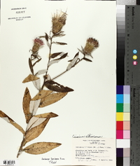 Cirsium carolinianum image