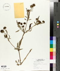 Bidens polylepis image