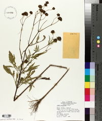 Bidens polylepis image