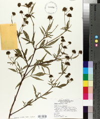 Bidens polylepis image