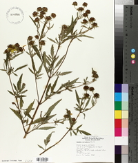 Bidens polylepis image