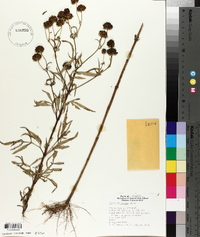 Bidens polylepis image