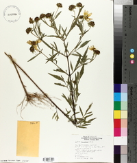 Bidens polylepis image