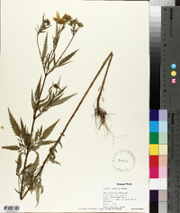 Bidens polylepis image