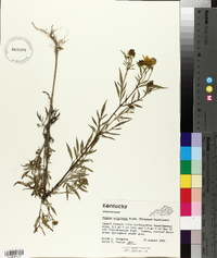 Bidens polylepis image