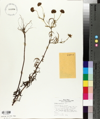 Bidens polylepis image